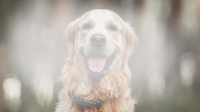 An image of a dog which appears white and cloudy. This represents how someone with cataracts might view the image.